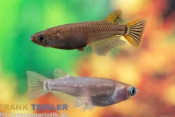 Medaka grau gescheckt, Oryzias latipes Grey Sparkled