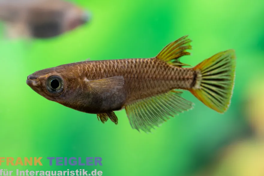 Medaka grau gescheckt, Oryzias latipes Grey Sparkled