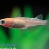 Medaka Kohaku kupfer, Oryzias latipes Kohaku Rame