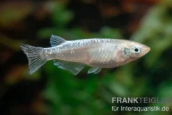 Medaka Linguang, Oryzias latipes