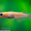 Medaka Nishiki Black & Orange, Oryzias latipes Nishiki Black & Orange