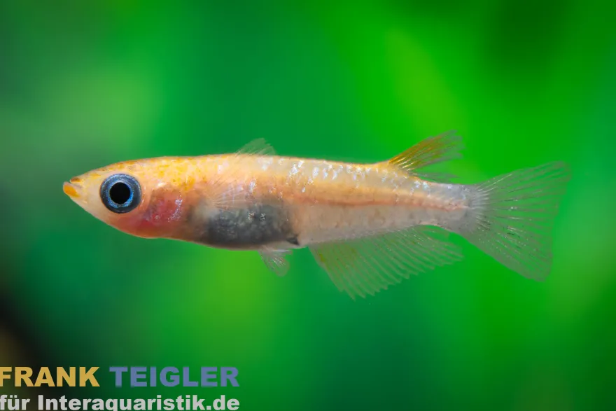 Medaka Nishiki Black & Orange, Oryzias latipes Nishiki Black & Orange