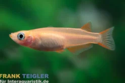Medaka orangegelb gescheckt, Oryzias latipes Yellow Sparkled