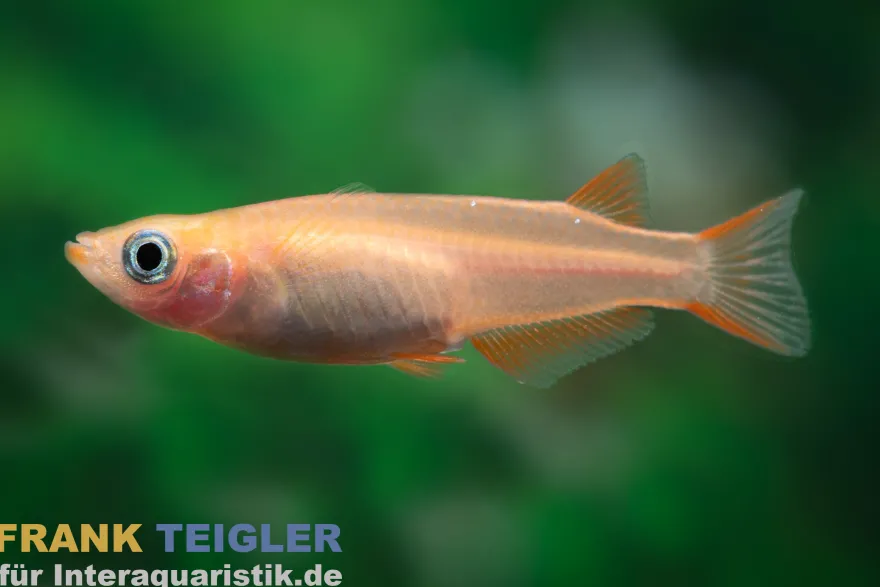 Medaka orangegelb gescheckt, Oryzias latipes Yellow Sparkled