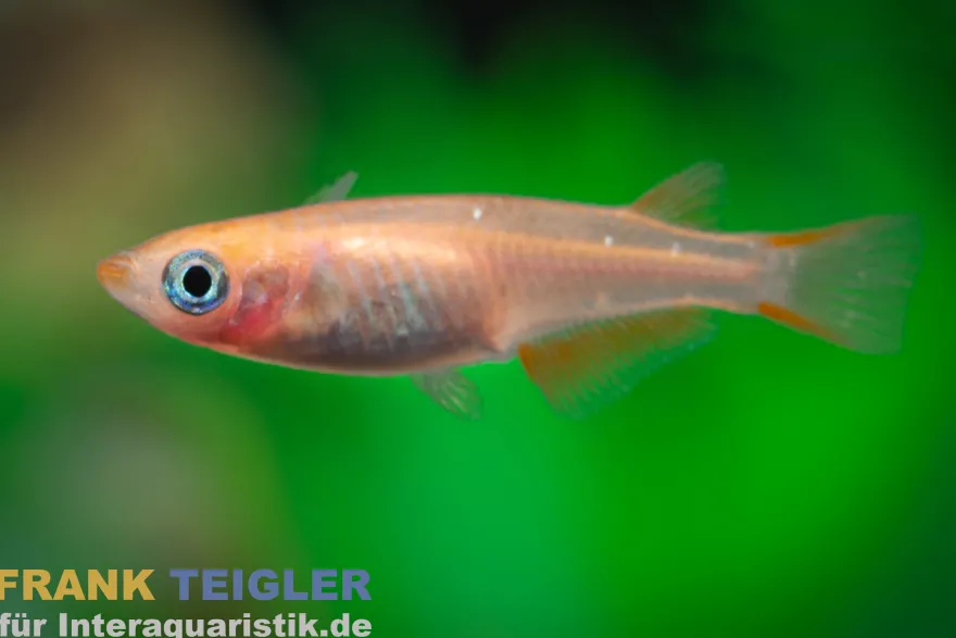 Medaka Orange Kupfer, Oryzias latipes Orange Rame