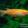 Medaka Orange, Oryzias latipes