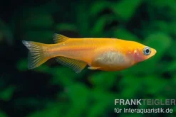 Medaka Orange, Oryzias latipes