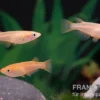 Medaka Pink, Oryzias latipes