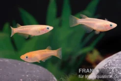 Medaka Pink, Oryzias latipes