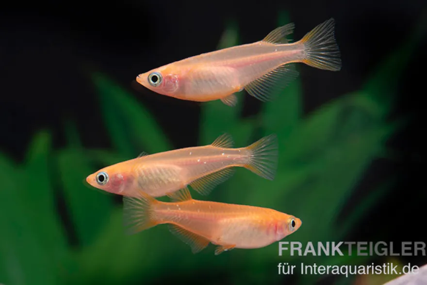 Medaka Pink, Oryzias latipes