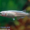 Medaka Platinum Weiß, Oryzias latipes Platinum White