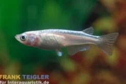 Medaka Platinum Weiß, Oryzias latipes Platinum White