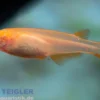 Medaka Red Cap, Oryzias latipes Red Cap