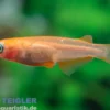Medaka Red Emperor, Oryzias latipes Red Emperor