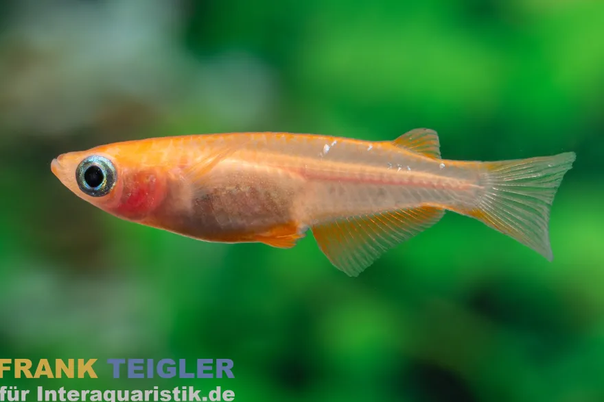 Medaka Red Emperor, Oryzias latipes Red Emperor