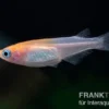 Medaka Red White Mix, Oryzias latipes