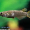 Medaka Super Black, Oryzias latipes Super Black
