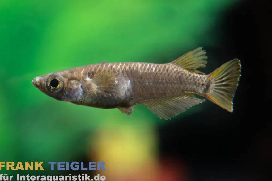 Medaka Super Black, Oryzias latipes Super Black