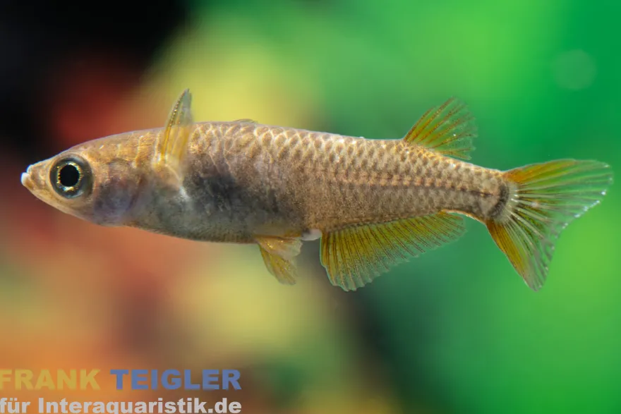 Medaka Super Black, Oryzias latipes Super Black