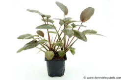 Meebolds Lagenandra, Lagenandra meeboldii "Rot", XL-Topf, Mutterpflanze