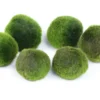 Mega Mossball Mix: 6× Mooskugel, Cladophora aegagropila (S–L)