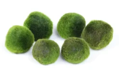 Mega Mossball Mix: 6× Mooskugel, Cladophora aegagropila (S–L)