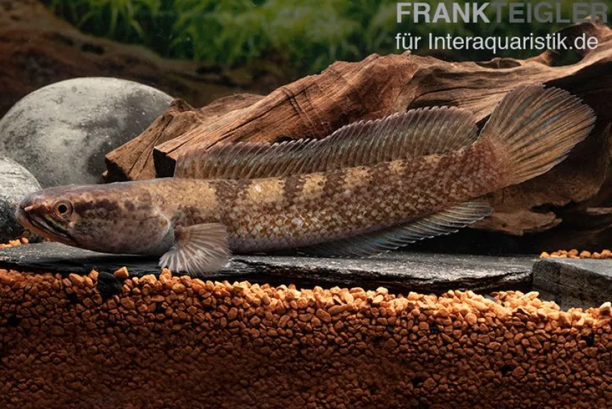 Meghalaya Leopard Schlangenkopf, Channa sp. „Meghalaya Leopard"