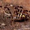 Mehrfarbige Argiope-Spinne, Argiope versicolor