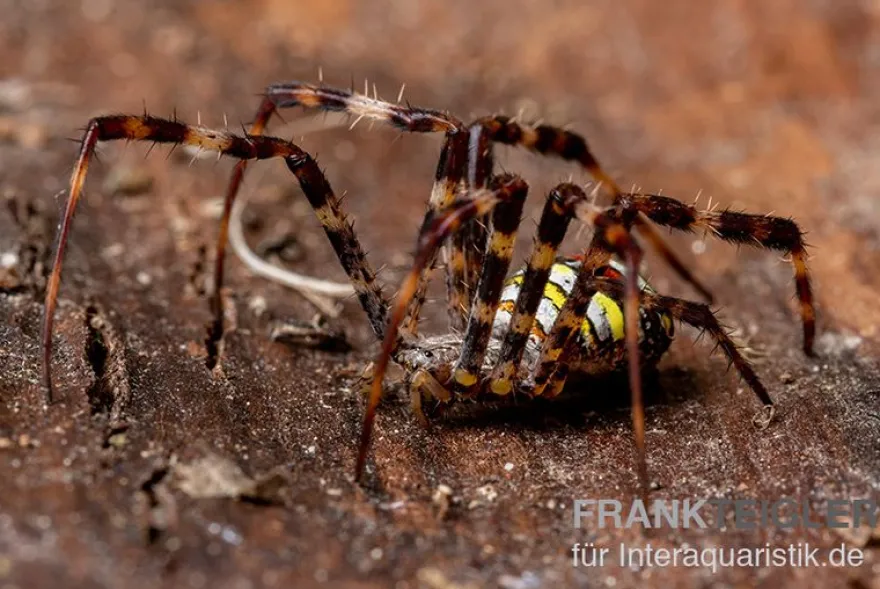 Mehrfarbige Argiope-Spinne, Argiope versicolor