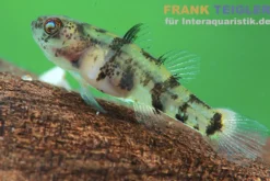 Mekong-Goldringelgrundel, Brachygobius mekongensis (Minifisch)