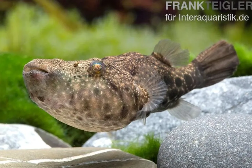 Mekong-Kofferkugelfisch, Tetraodon suvattii, 13-15 cm