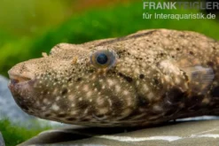 Mekong-Kofferkugelfisch, Tetraodon suvattii, 13-15 cm