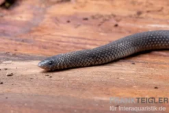 Meleagris-Schlange, Prosymna meleagris