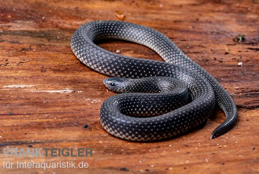 Meleagris-Schlange, Prosymna meleagris