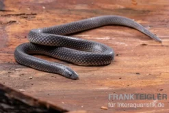 Meleagris-Schlange, Prosymna meleagris