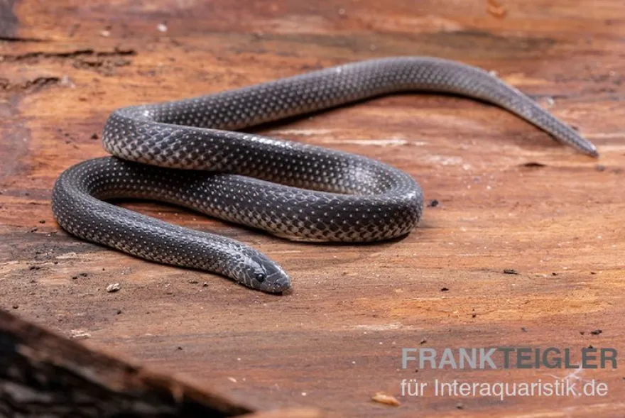 Meleagris-Schlange, Prosymna meleagris