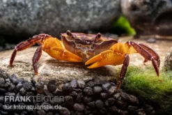 Melonenkrabbe, Thaksinthelphusa yongchindaratae, Zufällig ausgewählt