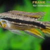 Mendez-Zwergbuntbarsch, Apistogramma mendezi, paarweise