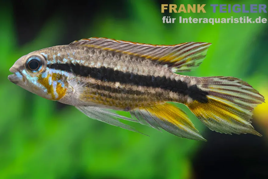 Mendez-Zwergbuntbarsch, Apistogramma mendezi, paarweise