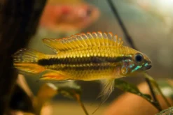 Mendez-Zwergbuntbarsch, Apistogramma mendezi, paarweise
