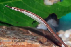 Mertens Süßwassernadel, Doryichthys martensii