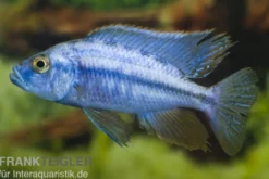 Messerbuntbarsch, Dimidiochromis compressiceps, DNZ