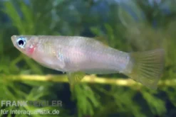Messerschwanzkärpfling, Alfaro cultratus