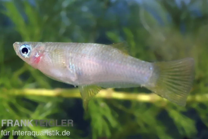 Messerschwanzkärpfling, Alfaro cultratus