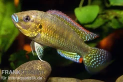 Messing-Maulbrüter, Pseudocrenilabrus dispersus philander