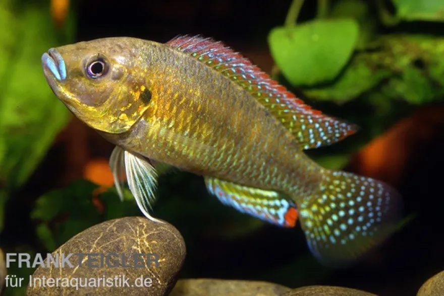 Messing-Maulbrüter, Pseudocrenilabrus dispersus philander