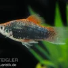 Metallicplaty, Xiphophorus maculatus