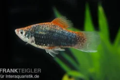 Metallicplaty, Xiphophorus maculatus