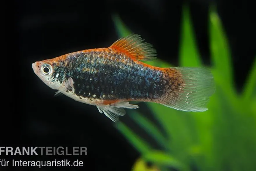 Metallicplaty, Xiphophorus maculatus