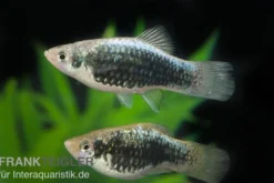 Metallicplaty, Xiphophorus maculatus